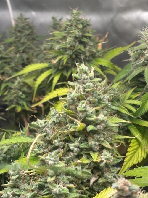 Eternity Grow Cup 2026. Week 12