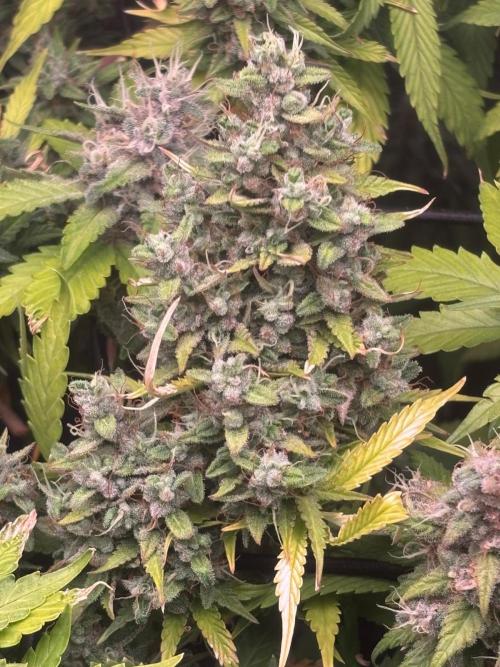 Eternity Grow Cup 2026. Week 12
