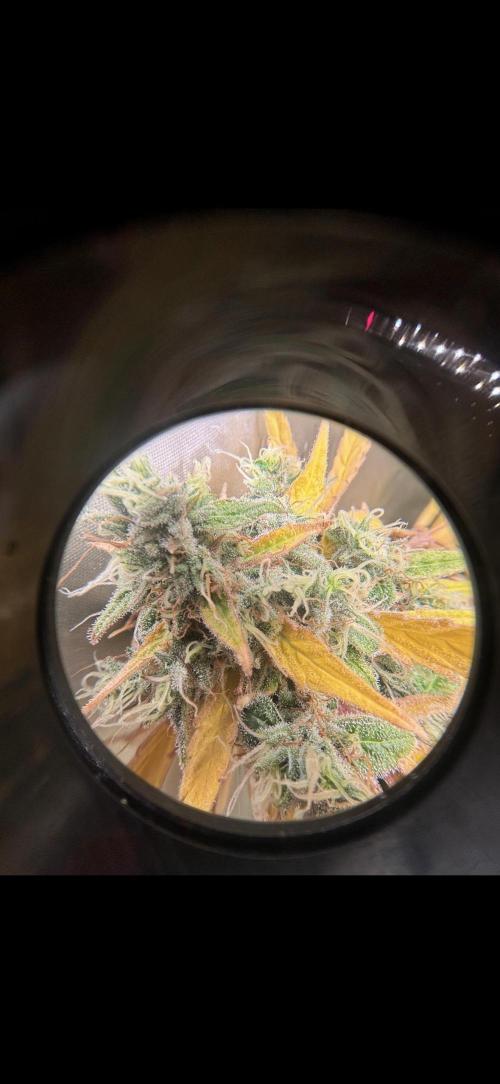 Northern lights auto. Week 12