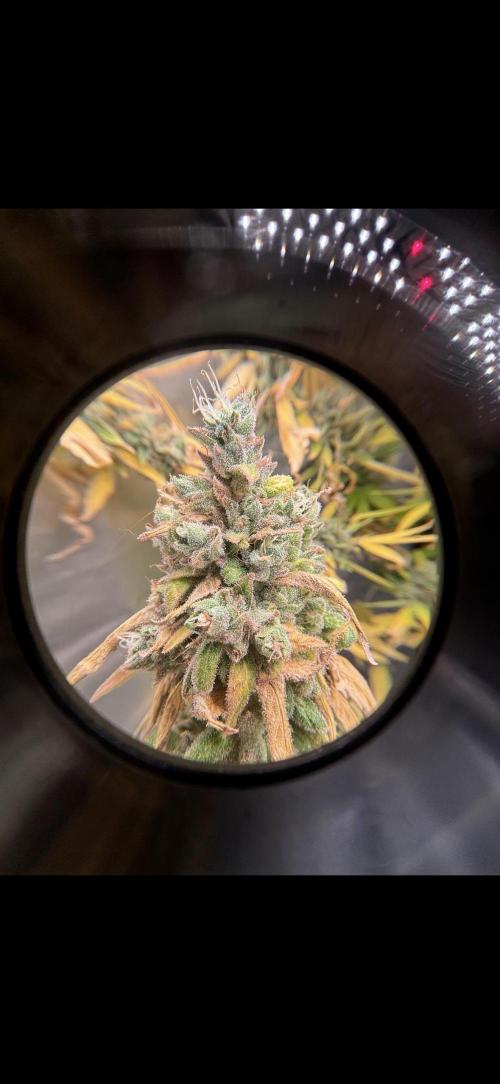 Northern Light Automatic. Week 12