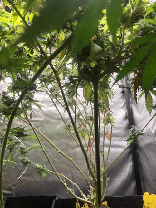 Revegetación red hot cookie. Week 12