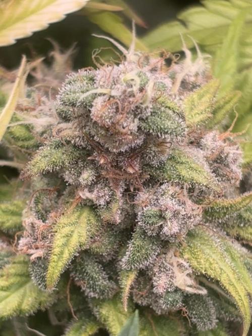 Revegetación red hot cookie. Week 12