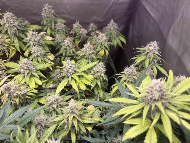 Revegetación red hot cookie. Week 12