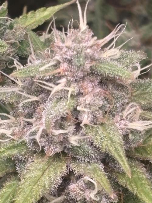Red Hot Cookies. Week 12