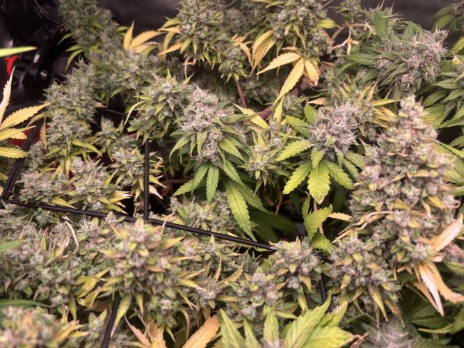 Eternity Grow Cup 2026. Week 13