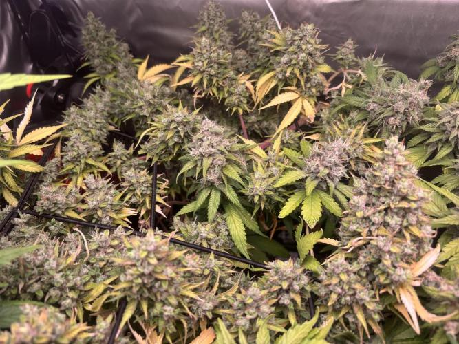 Eternity Grow Cup 2026. Week 13