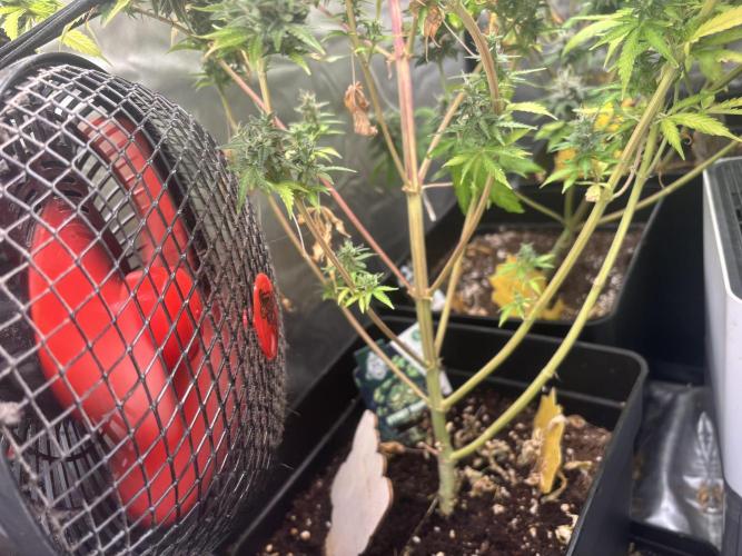 Eternity Grow Cup 2026. Week 13