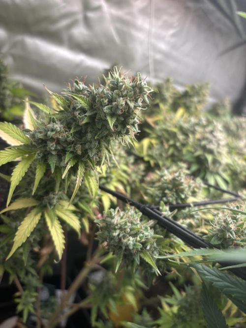 Eternity Grow Cup 2026. Week 13