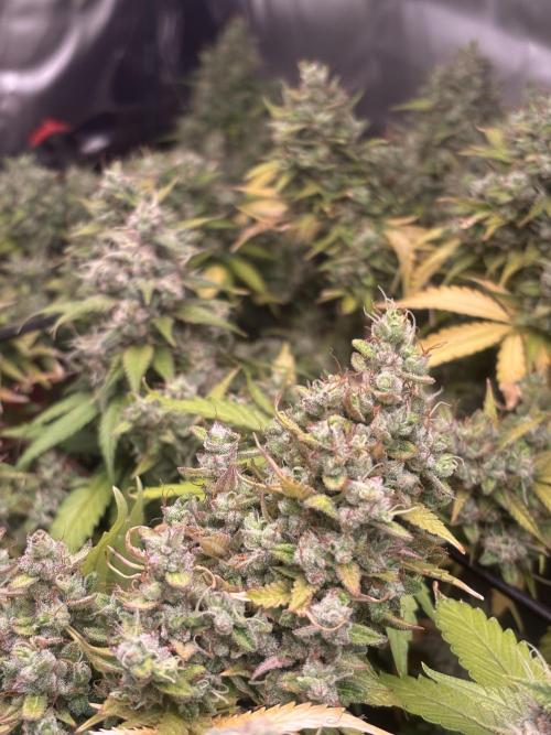 Eternity Grow Cup 2026. Week 13