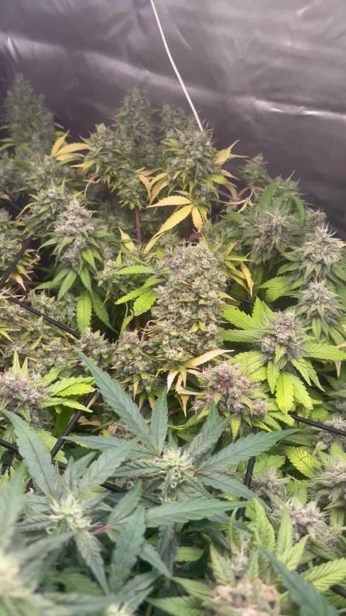 Eternity Grow Cup 2026
