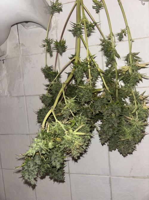 Eternity Grow Cup 2026. Week 14
