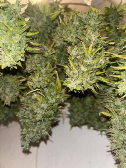 Eternity Grow Cup 2026. Week 14