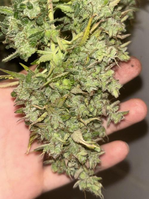 Sticky Broccoli . Week 14