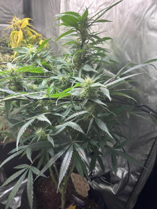 Eternity Grow Cup 2026. Week 9