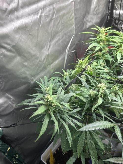 Eternity Grow Cup 2026. Week 9