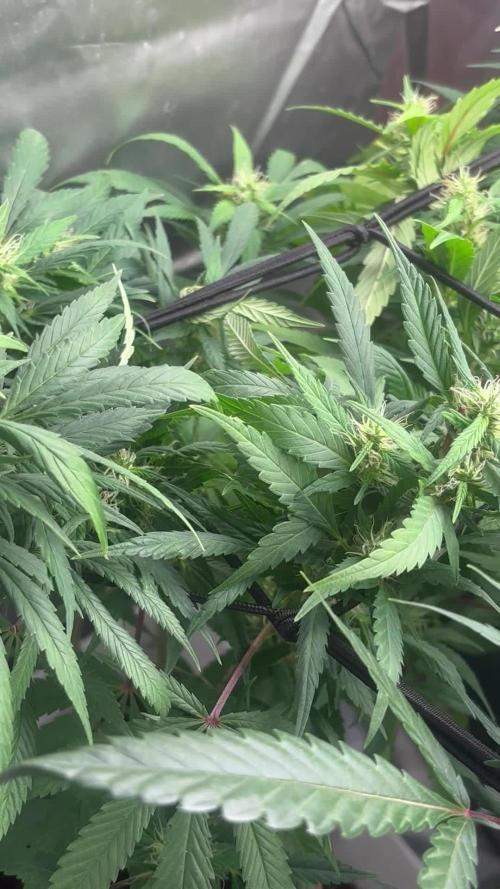 Eternity Grow Cup 2026