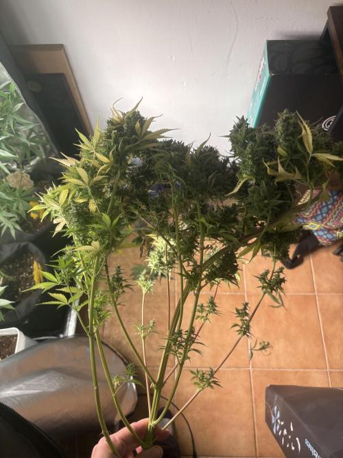 Eternity Grow Cup 2026. Week 14