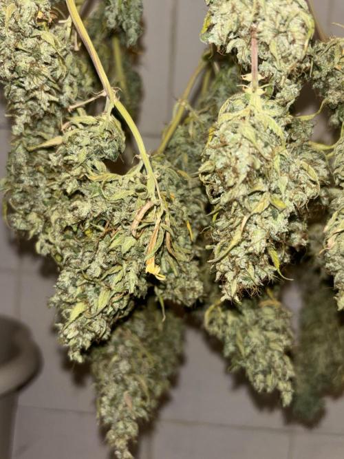 Eternity Grow Cup 2026. Week 14
