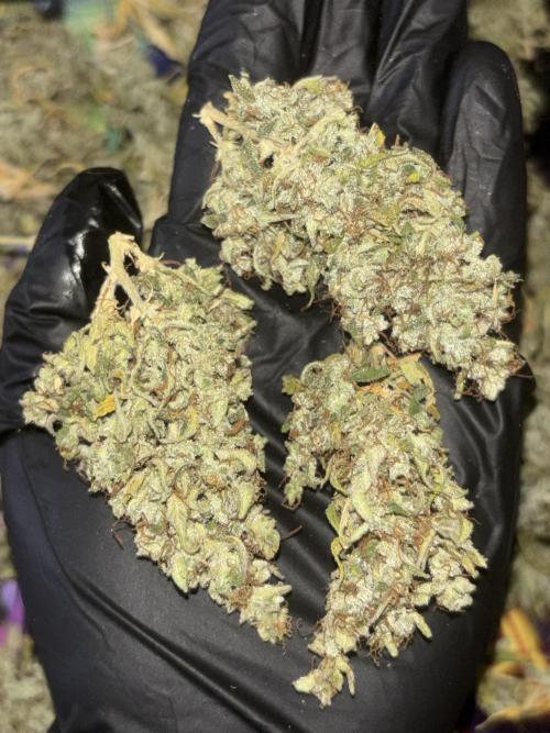 Eternity Grow Cup 2026. Week 14