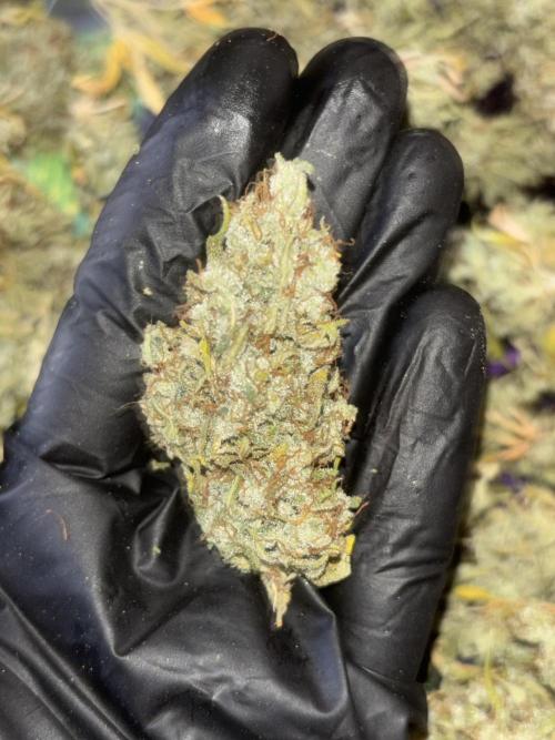 Eternity Grow Cup 2026. Week 14 - cogollo 1
