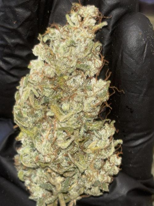 Eternity Grow Cup 2026. Week 14 - cogollo 2 zoom
