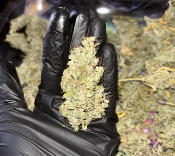 Eternity Grow Cup 2026. Week 14 - cogollo 2 
