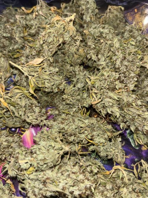 Eternity Grow Cup 2026. Week 14 - cogollos sin manicurar