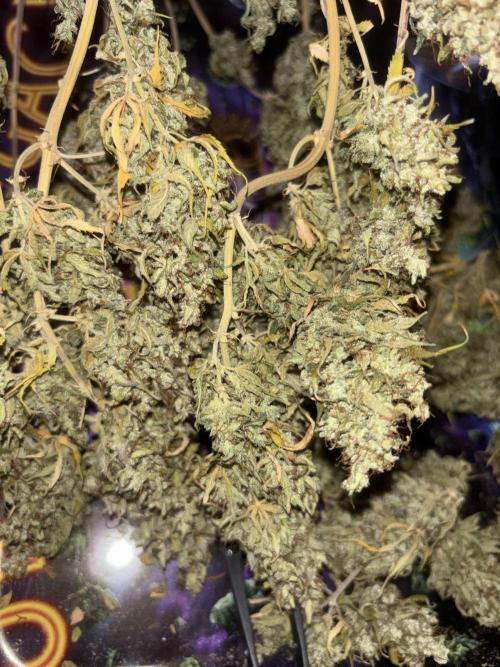 Eternity Grow Cup 2026. Week 14 - Planta 2 seca