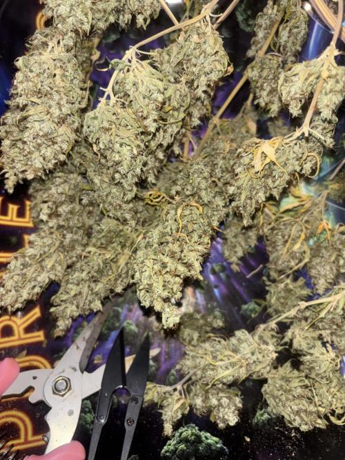 Eternity Grow Cup 2026. Week 14 - Planta 1 seca