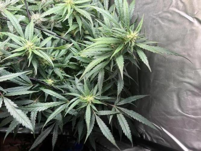 Eternity Grow Cup 2026. Week 9