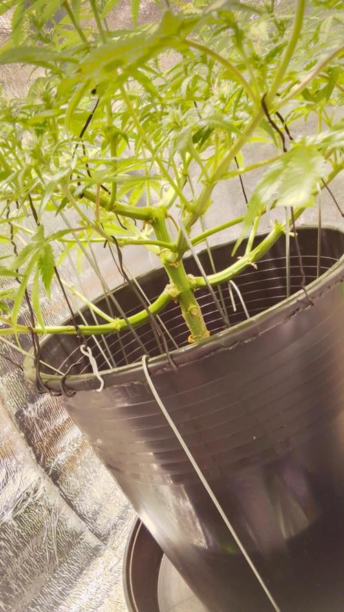 Blue cheese flower. Week 2