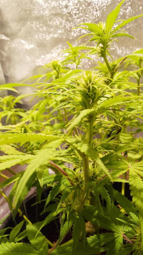 Blue cheese flower. Week 2