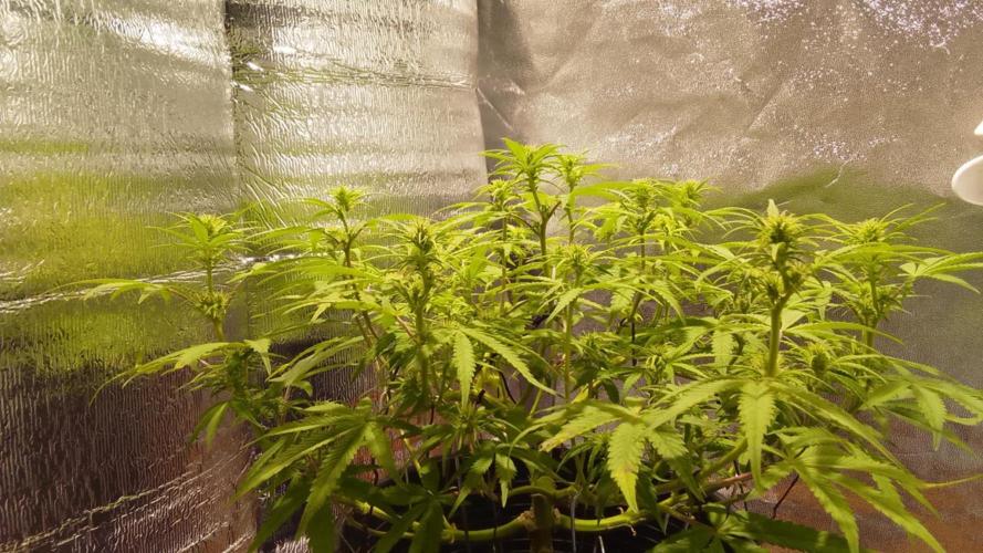 Blue cheese flower. Week 2