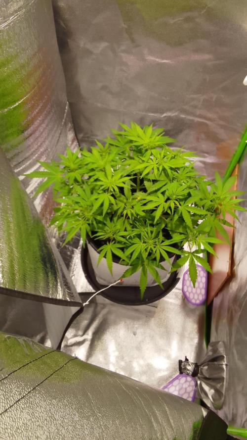 Blue cheese flower. Week 2