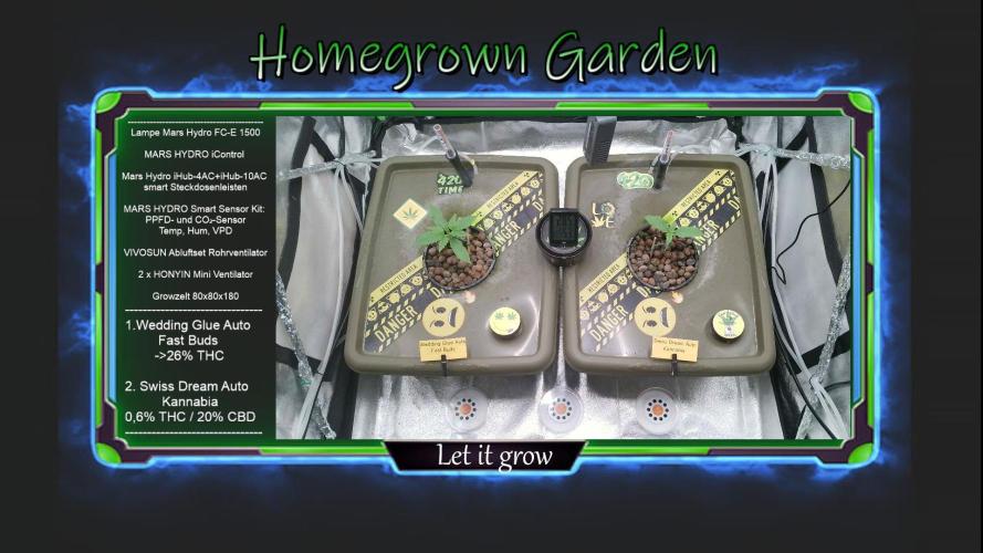 Summer Jam Auto :). Week 1 - Grow Queens grow