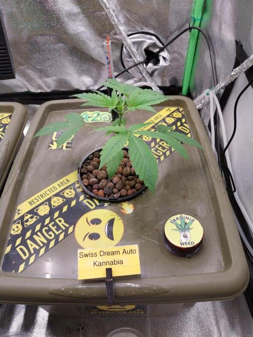 Summer Jam Auto :). Week 3