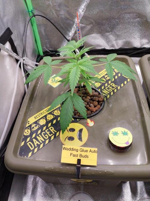 Summer Jam Auto :). Week 3