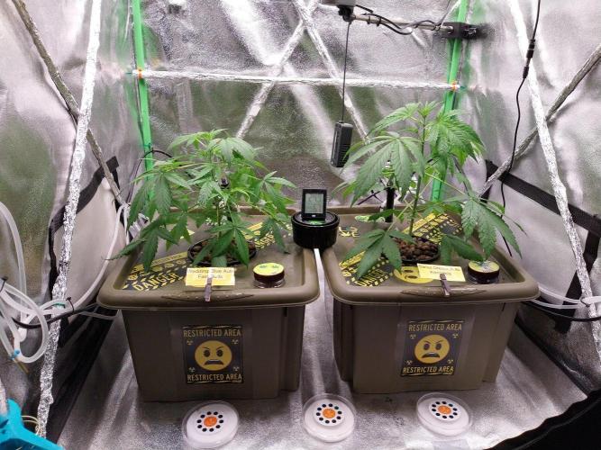 Summer Jam Auto :). Week 4