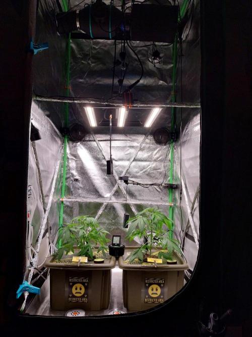 Summer Jam Auto :). Week 4