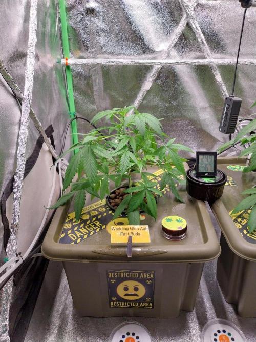Summer Jam Auto :). Week 4