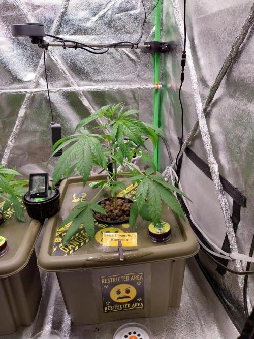 Summer Jam Auto :). Week 4
