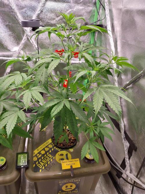 Summer Jam Auto :). Week 5