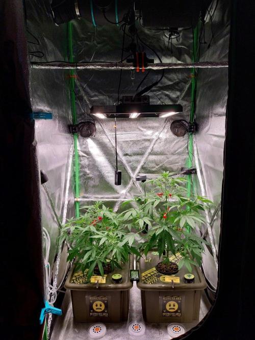 Summer Jam Auto :). Week 5