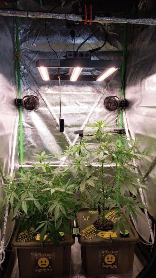 Summer Jam Auto :). Week 5