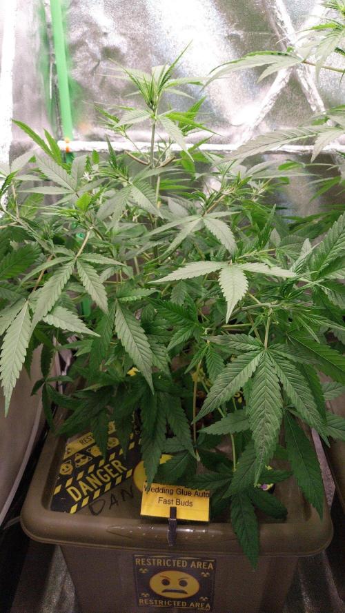 Summer Jam Auto :). Week 5