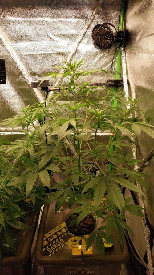 Summer Jam Auto :). Week 5 - Week 5 update