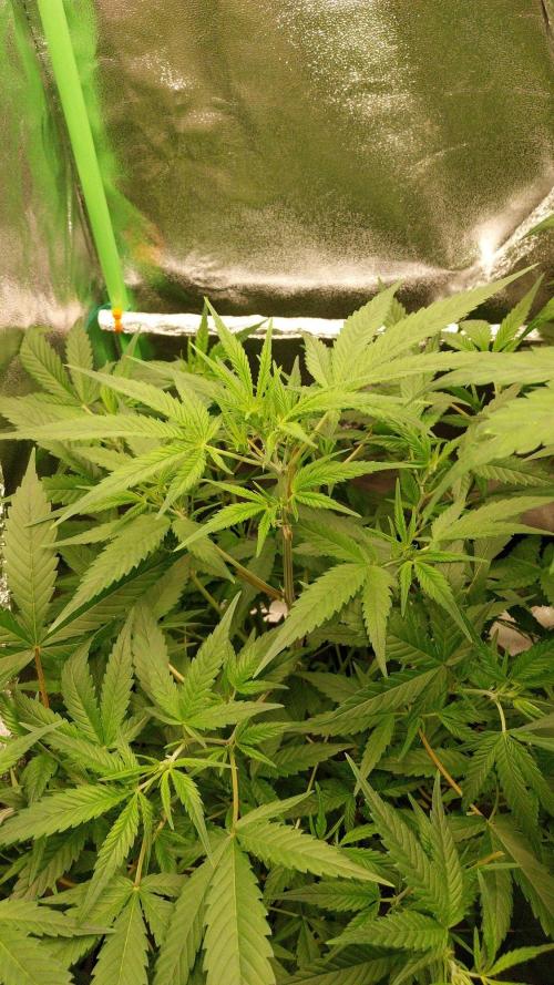 Summer Jam Auto :). Week 6