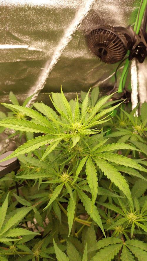 Summer Jam Auto :). Week 6