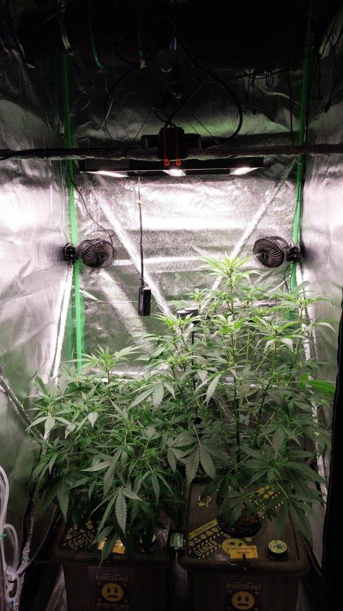 Summer Jam Auto :). Week 6