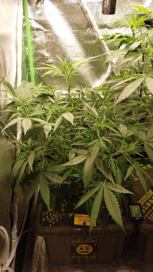 Summer Jam Auto :). Week 6